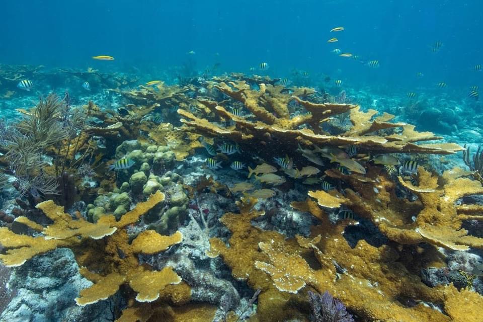 Coral Reef Monitoring