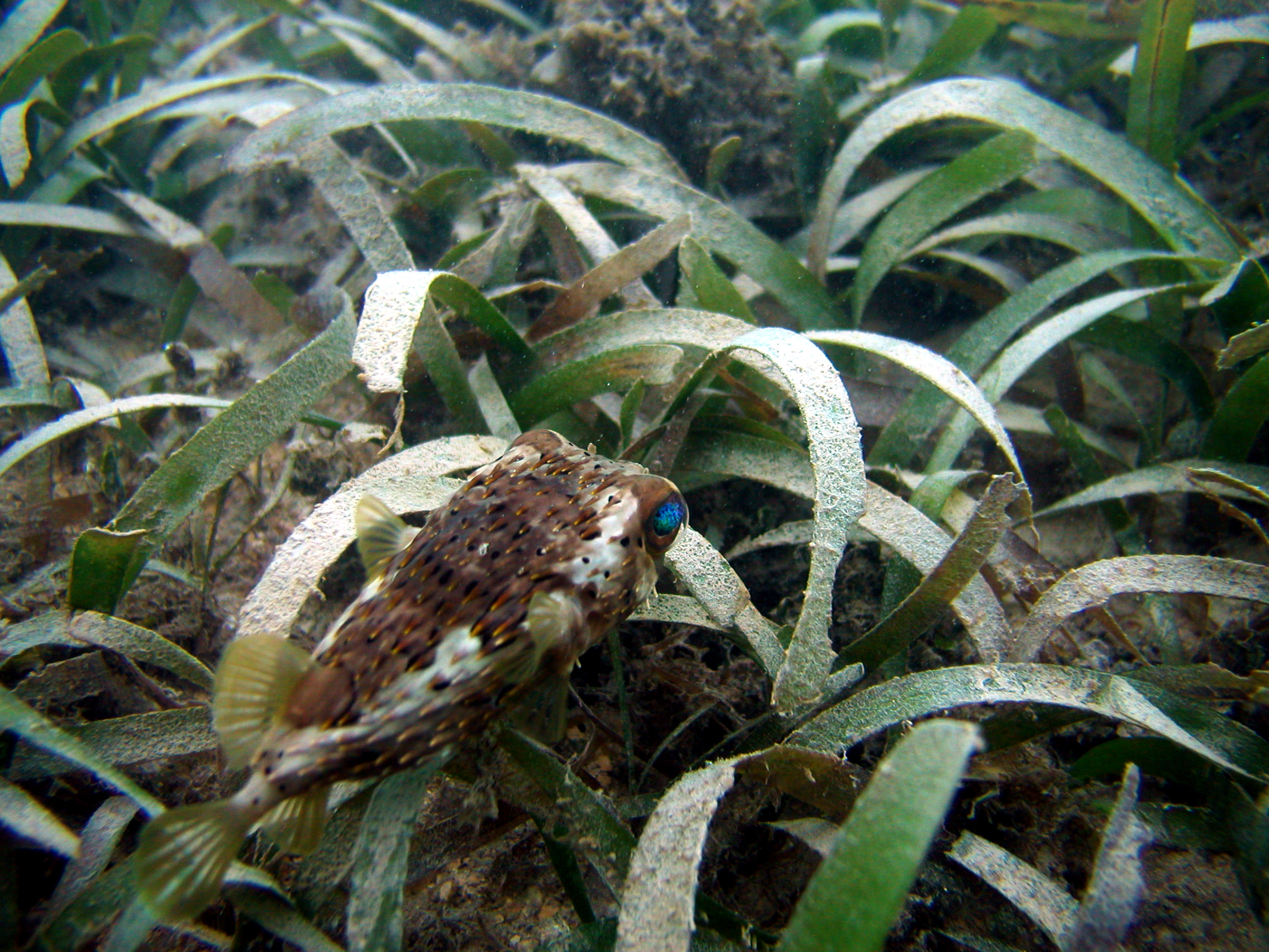 Seagrass Monitoring