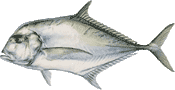 African pompano