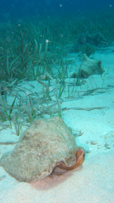 Photo of a queen conch