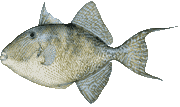 Gray Triggerfish