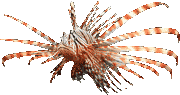 Lionfish