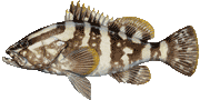 Nassau Grouper