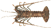 Spiny Lobster