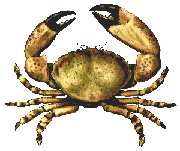 Stone Crab