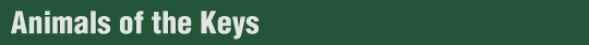 Animals of the Keys Banner