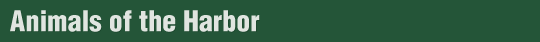 Animals of the Bay Banner