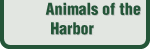 Animals of the Bay