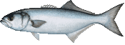 Bluefish