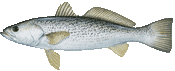 Weakfish