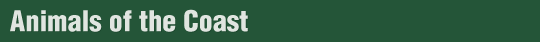Animals of the Bay Banner