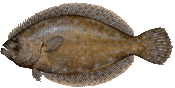 Southern Flounder