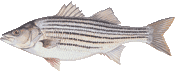 Striped Bass