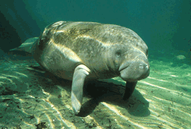 Florida Manatee