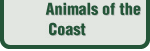 Animals of the Bay
