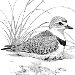 black and white drawing of snowy egret