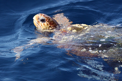 Loggerhead Sea Turtle